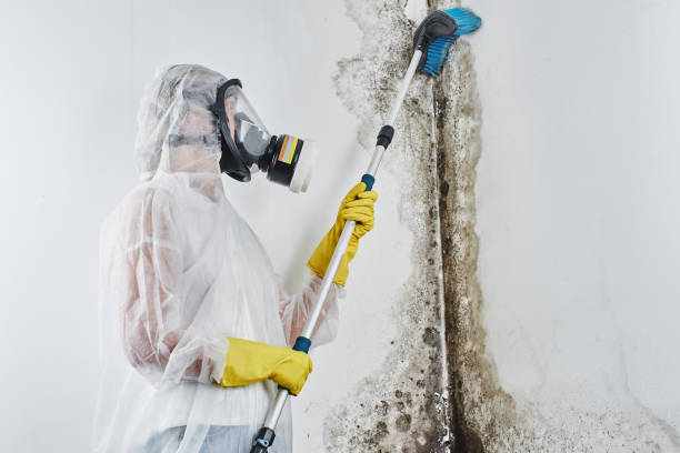Best Mold Remediation Services  in Boaz, AL